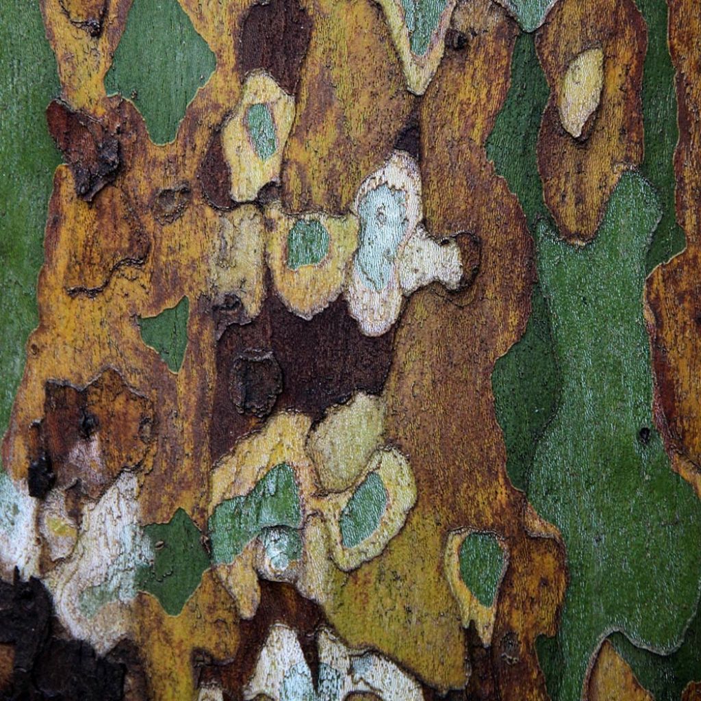 Platanus × hispanica - Plátano