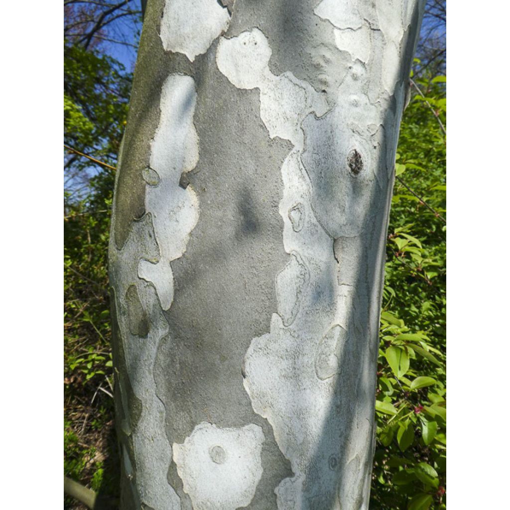 Plátano Suttneri - Platanus × hispanica