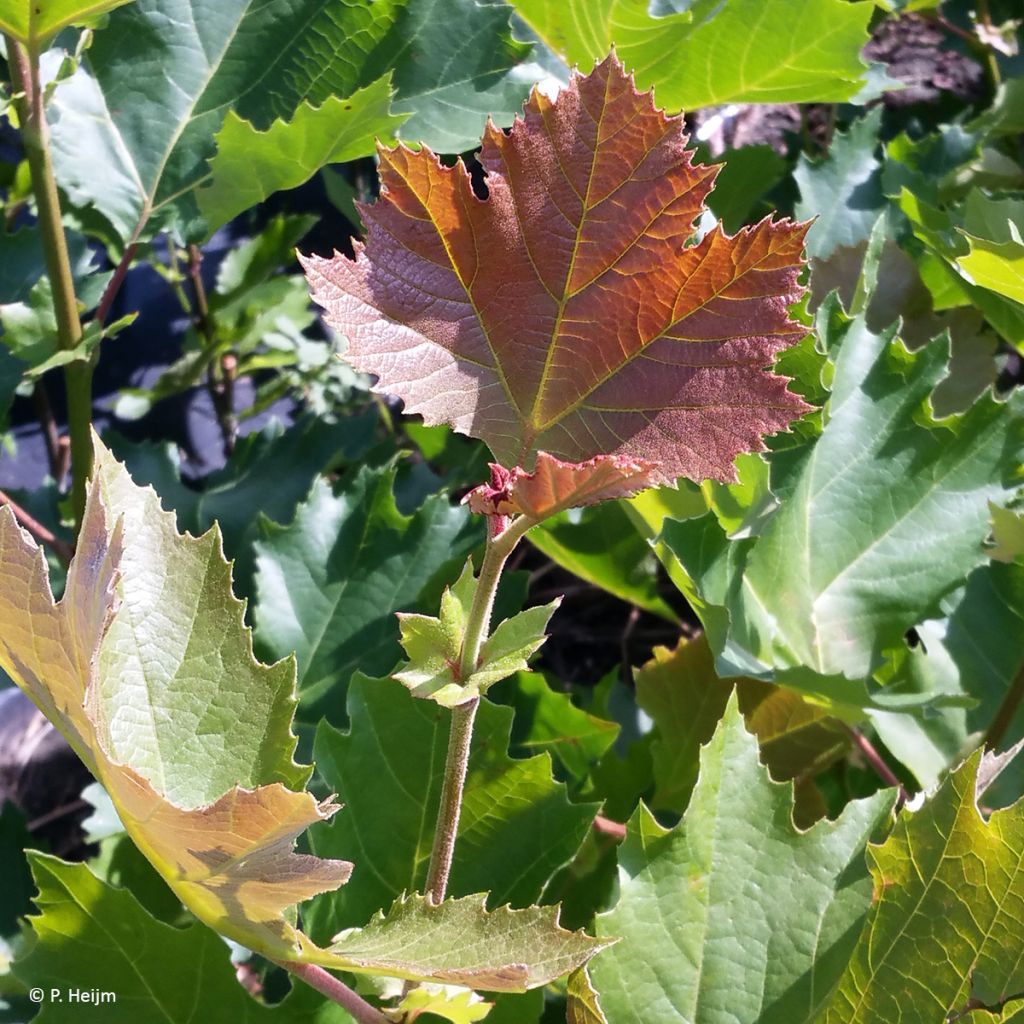 Plátano Spartan - Platanus × hispanica