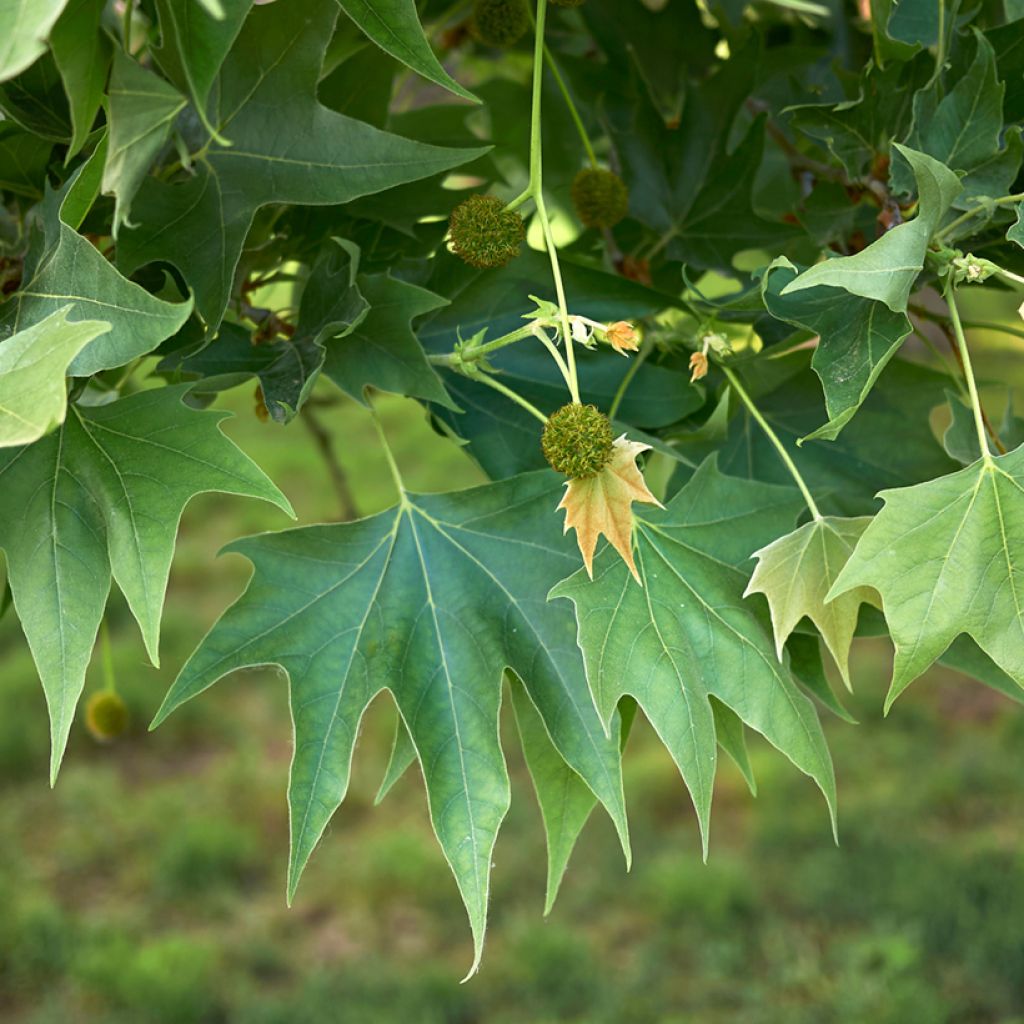 Platanus orientalis - Plátano-oriental