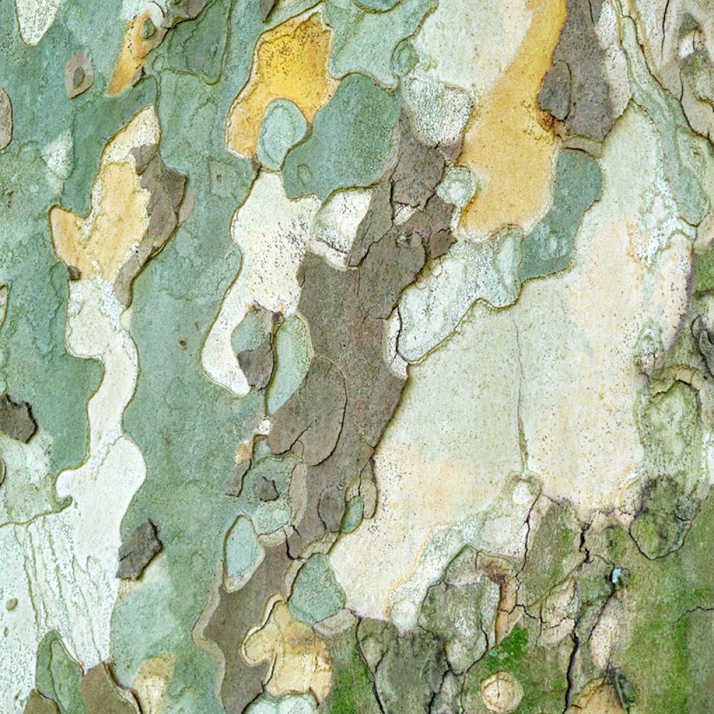 Platanus orientalis - Plátano-oriental