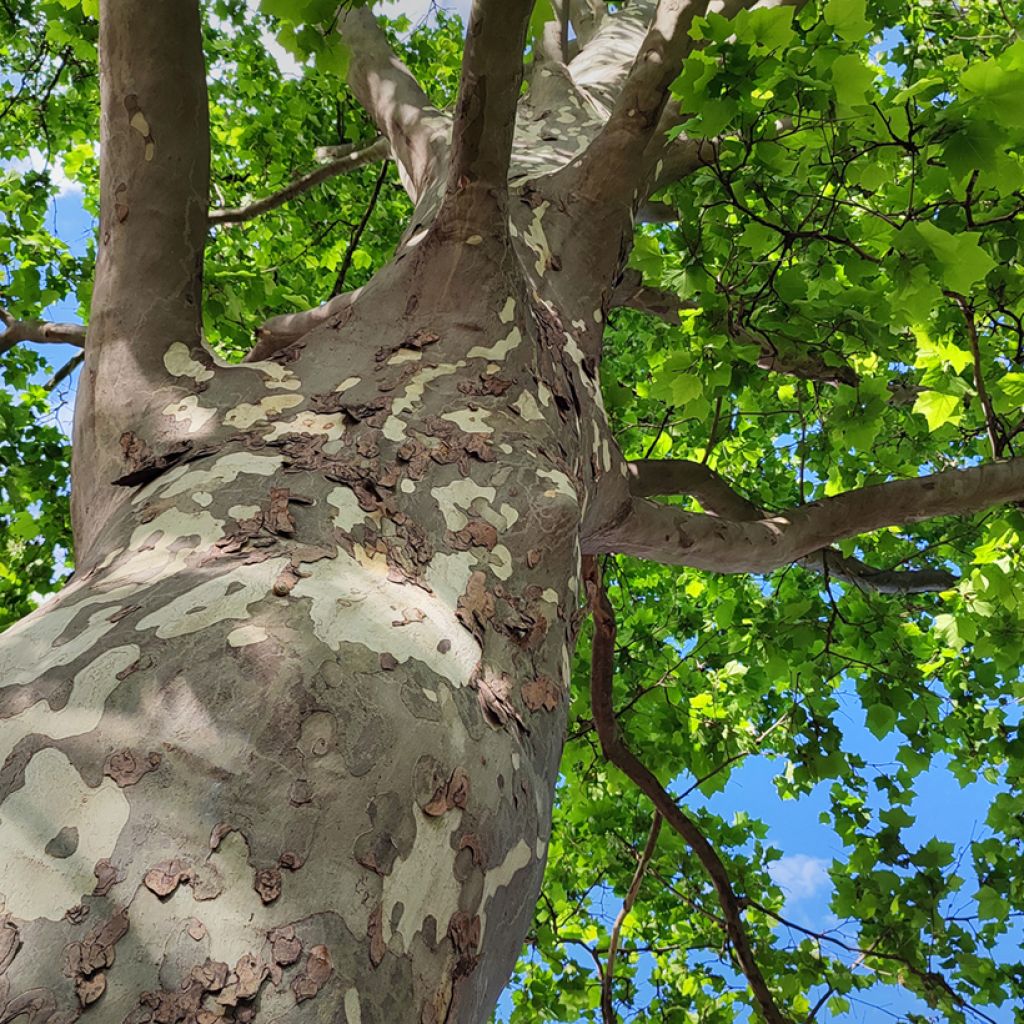 Platanus orientalis - Plátano-oriental