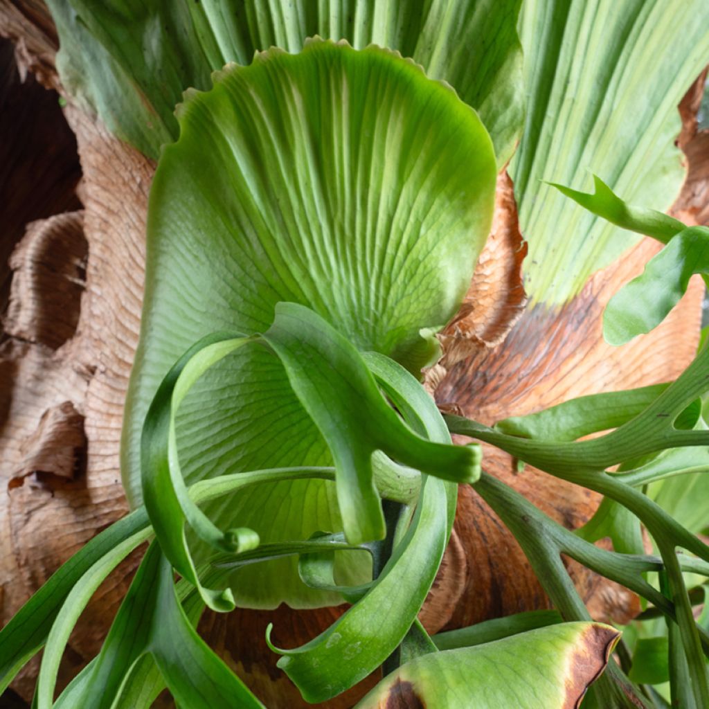 Platycerium bifurcatum