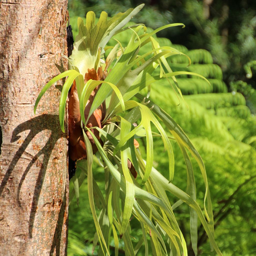 Platycerium bifurcatum