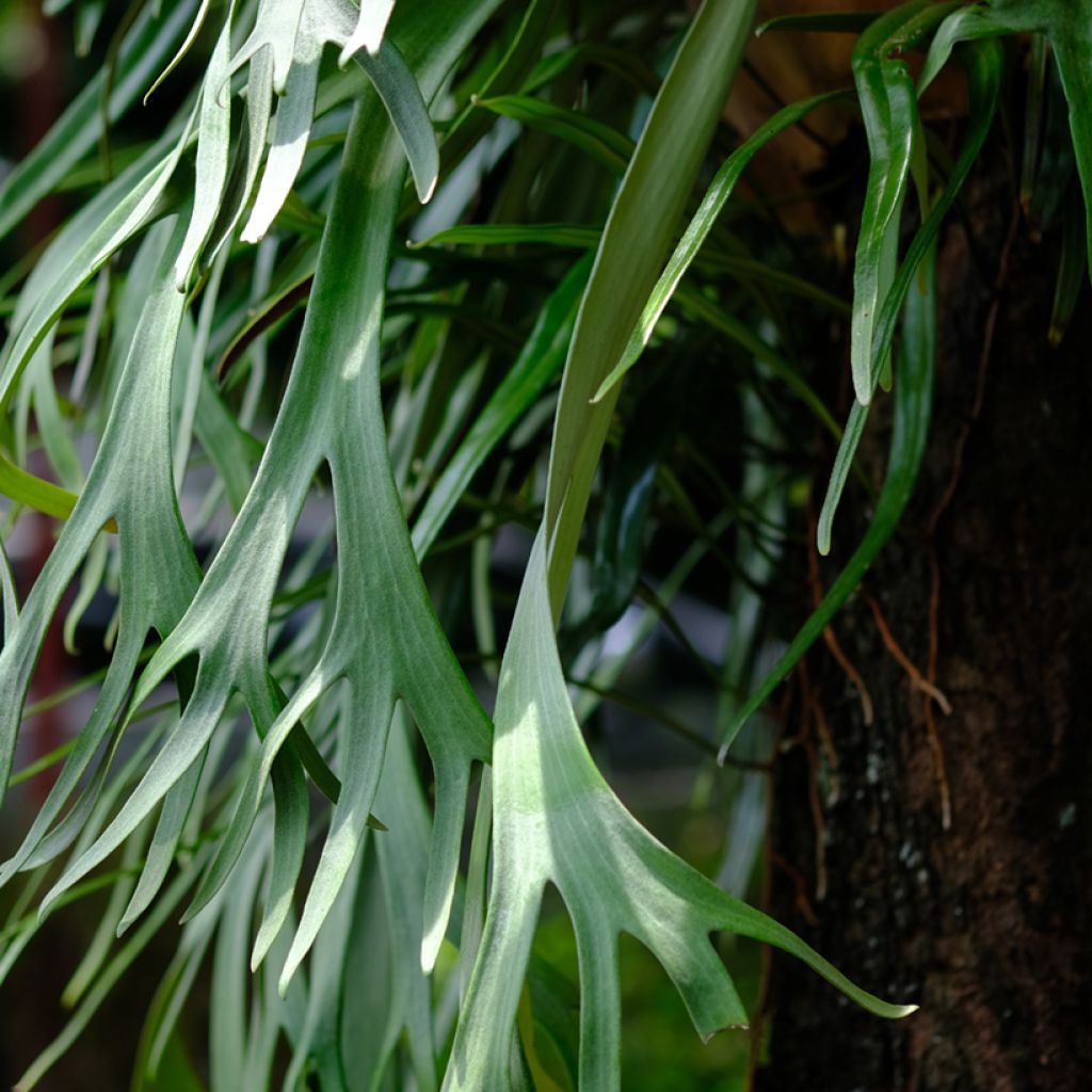 Platycerium bifurcatum