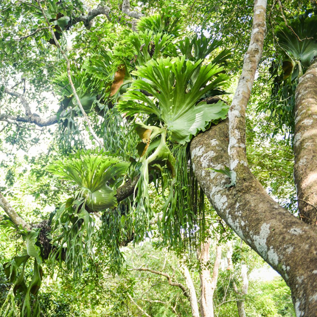 Platycerium bifurcatum