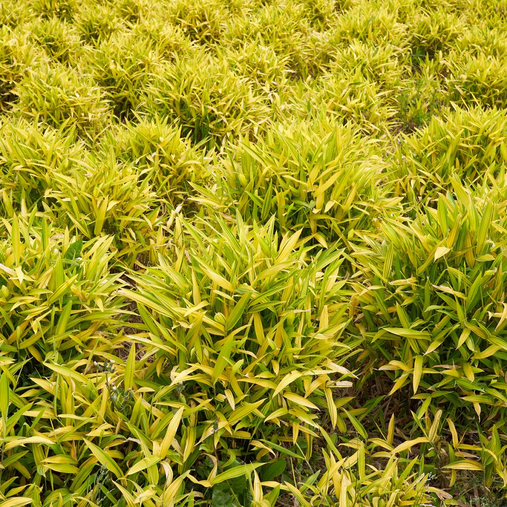 Pleioblastus auricomus