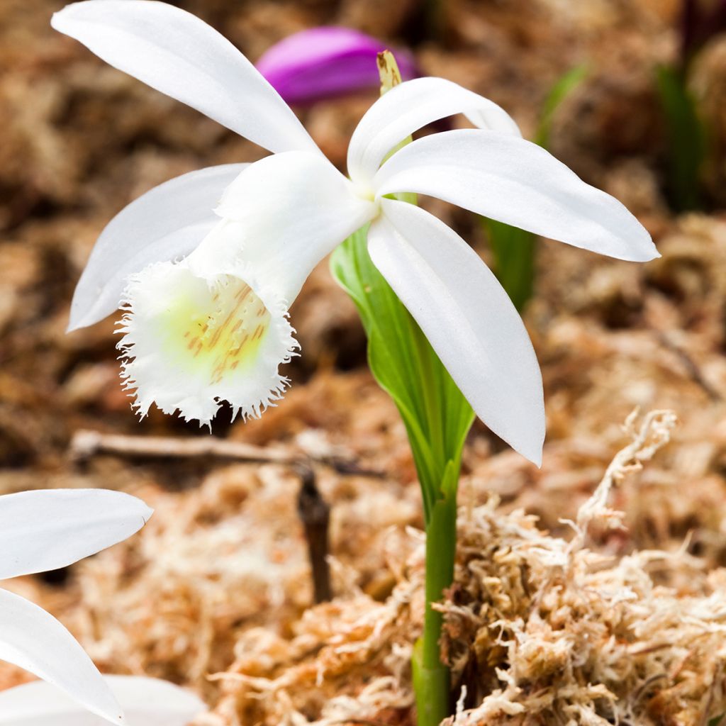Pleione formosana Alba