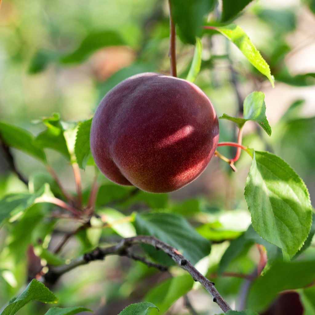 Plumcot Vesuviano - Prunus × dasycarpa