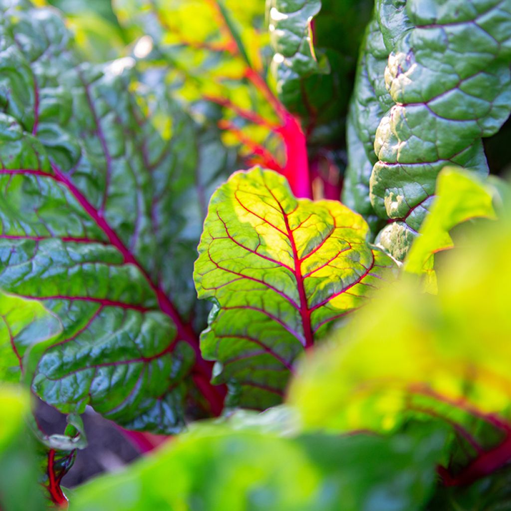 Acelga de talos multicoloridos Fireworks BIO