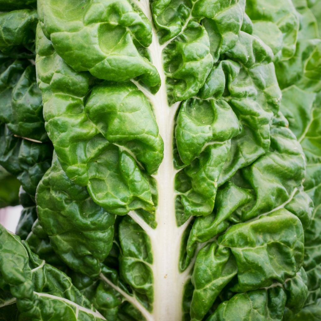 Acelga verde de caule branco, 3 variedades, B, em mudas