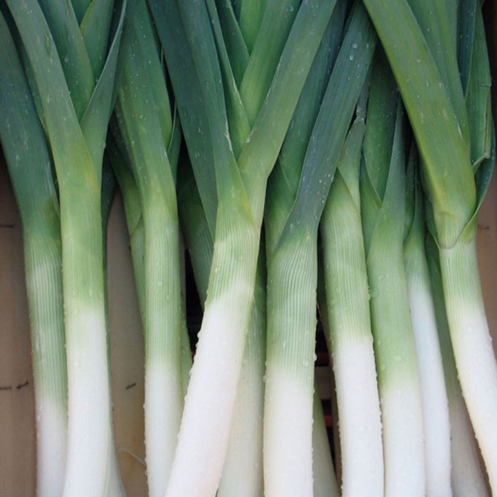 Alho francês Azul de Solaise