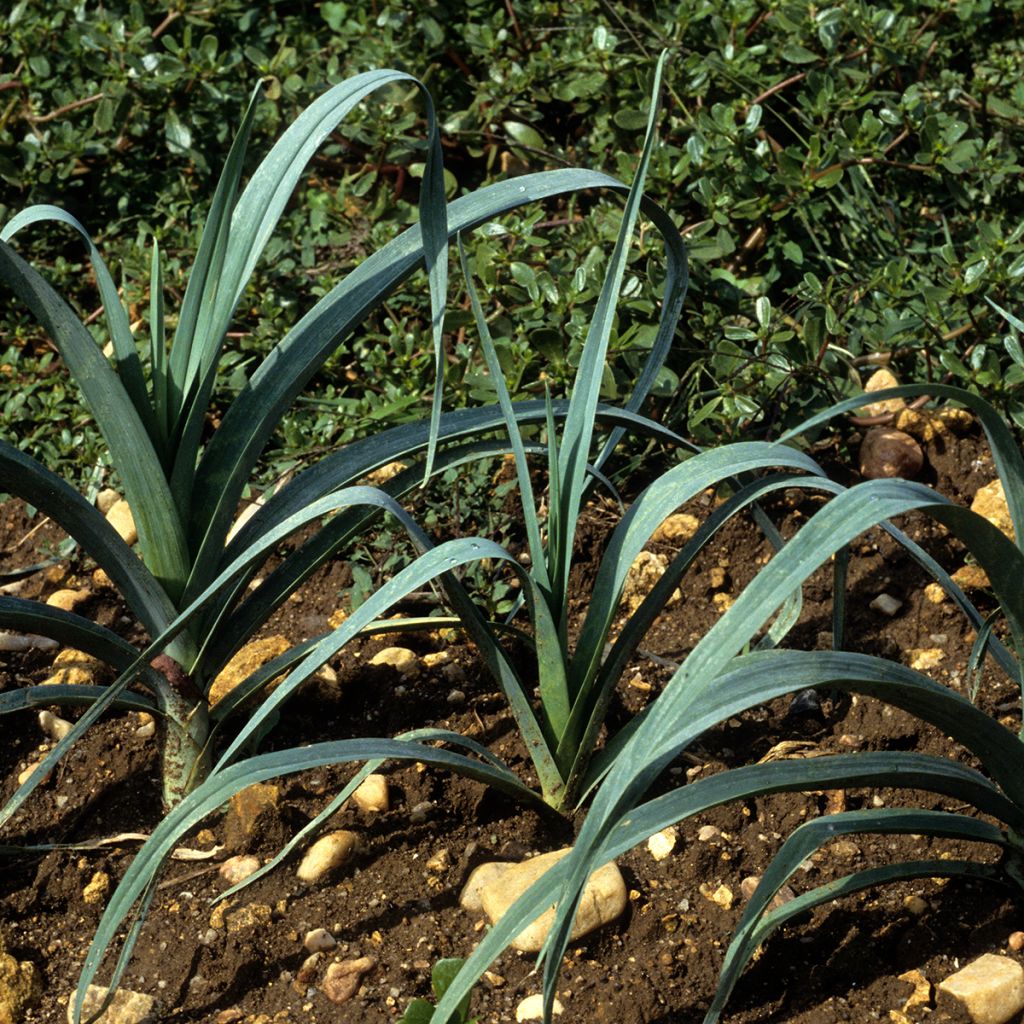 Alho francês Azul de Solaise