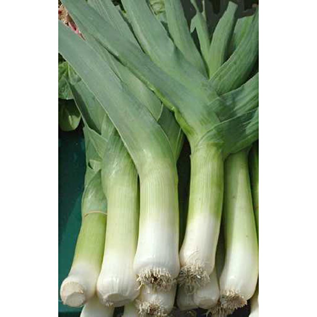 Alho francês gigante Précoce