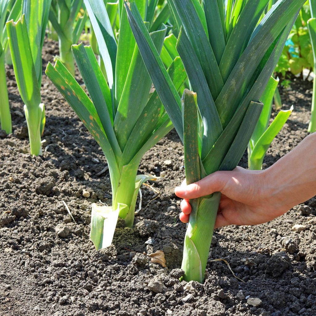 Alho francês grande e comprido de verão 2 Vilmorin