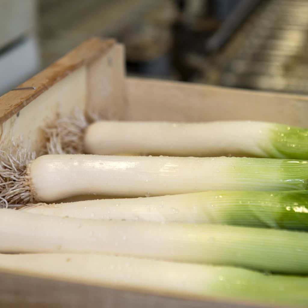 Alho francês Monstruoso de