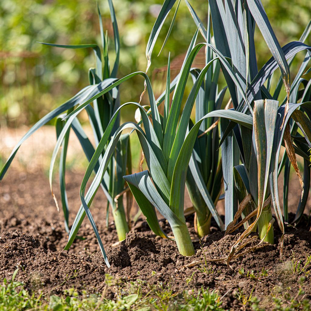 Alho francês de inverno Bio Saint Victor - Ferme Sainte Marthe