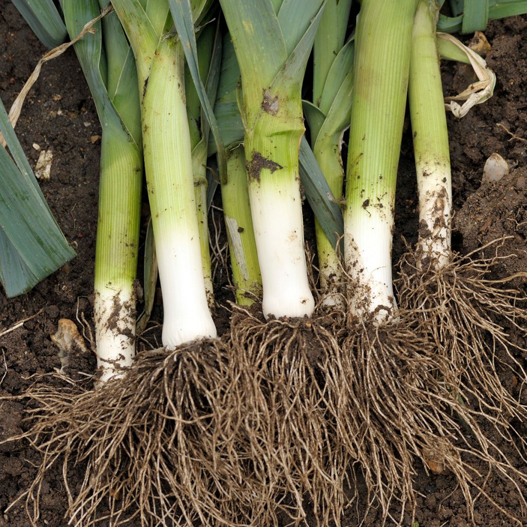 Alho francês de Carentan 2 Vilmorin