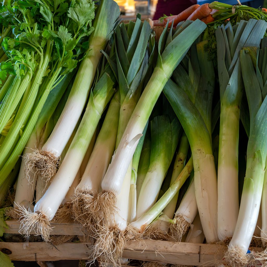 Alho-porro Atal - Allium ampeloprasum var. porrum