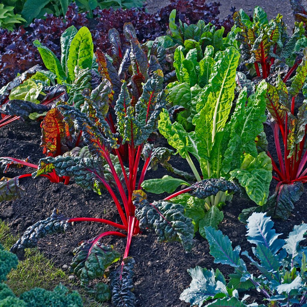 Acelga Bright Lights