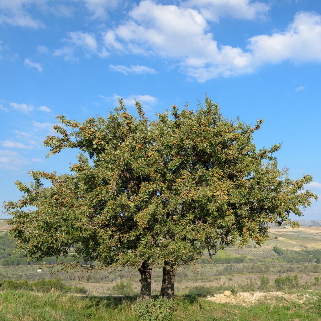 Poirier sauvage - Pyrus communis ssp. pyraster