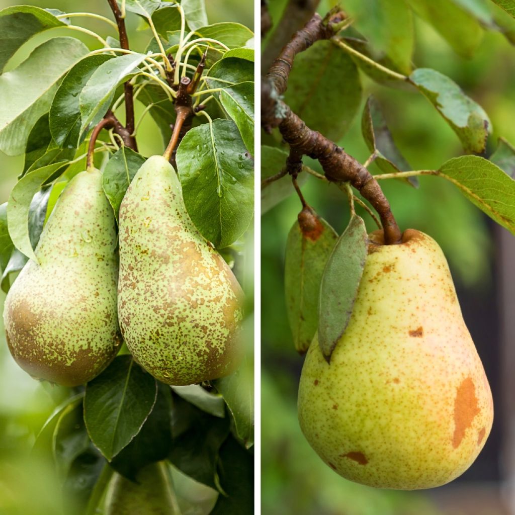 Pereira Duo Conference e Williams - Pyrus communis