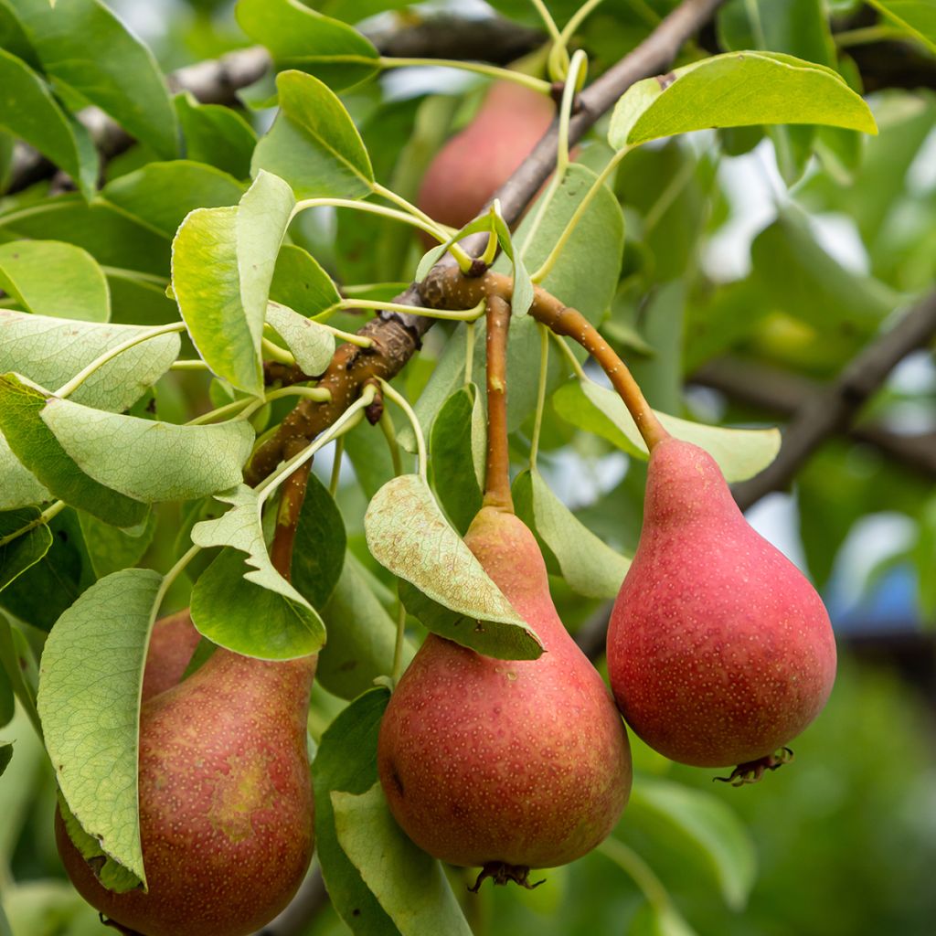 Pereira Poire de Sang