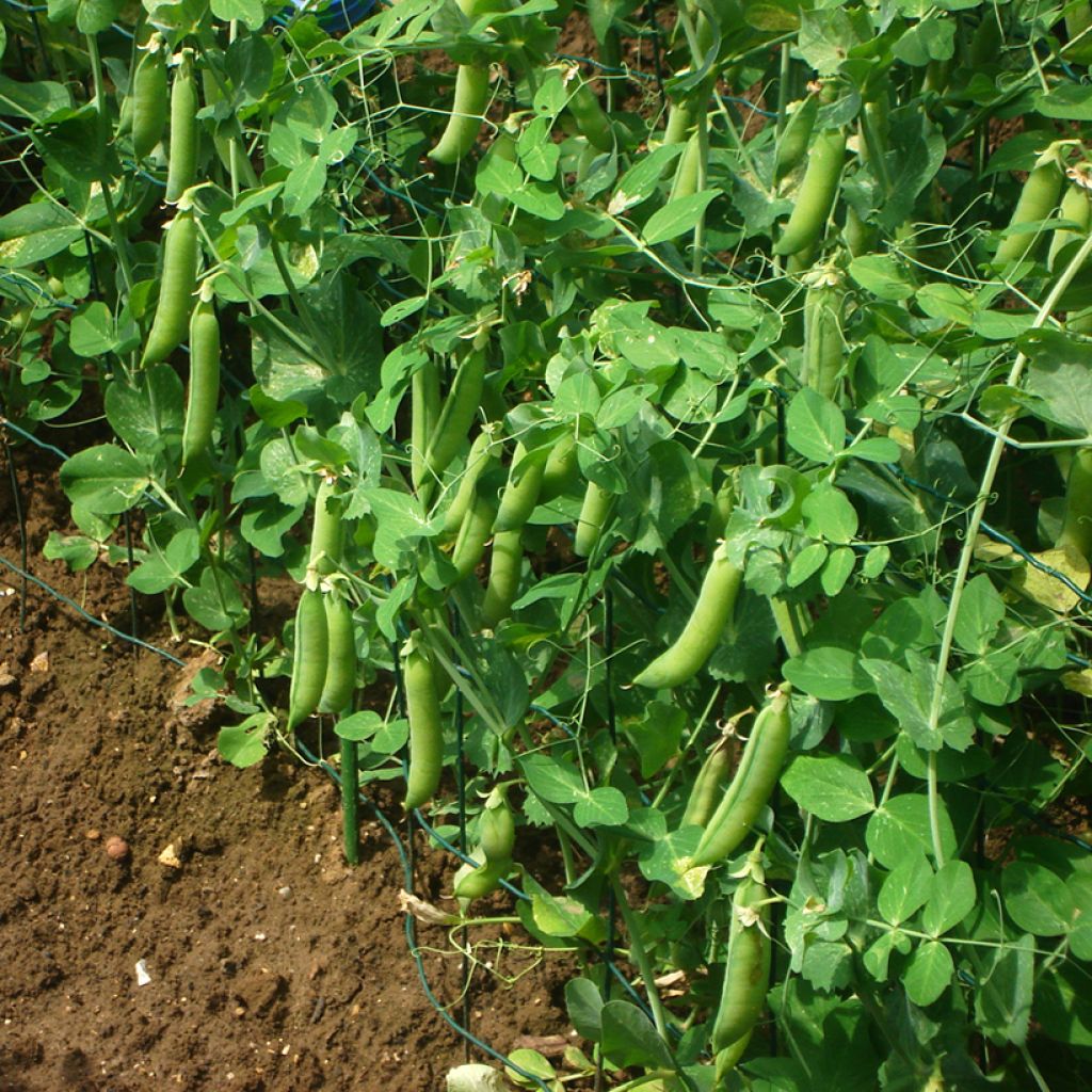 Ervilhas trepadeiras 'Vada' com grãos enrugados