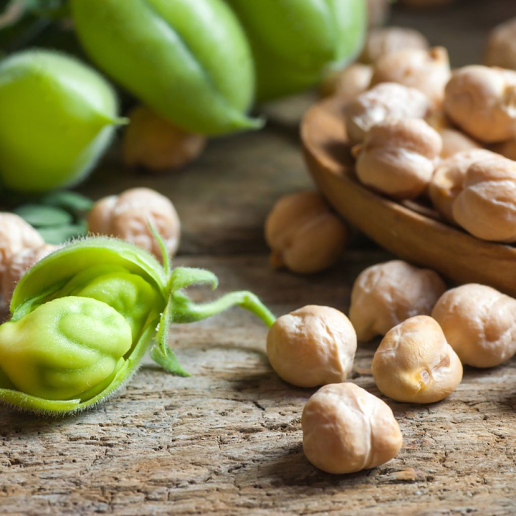 Grão-de-bico- Cicer arietinum