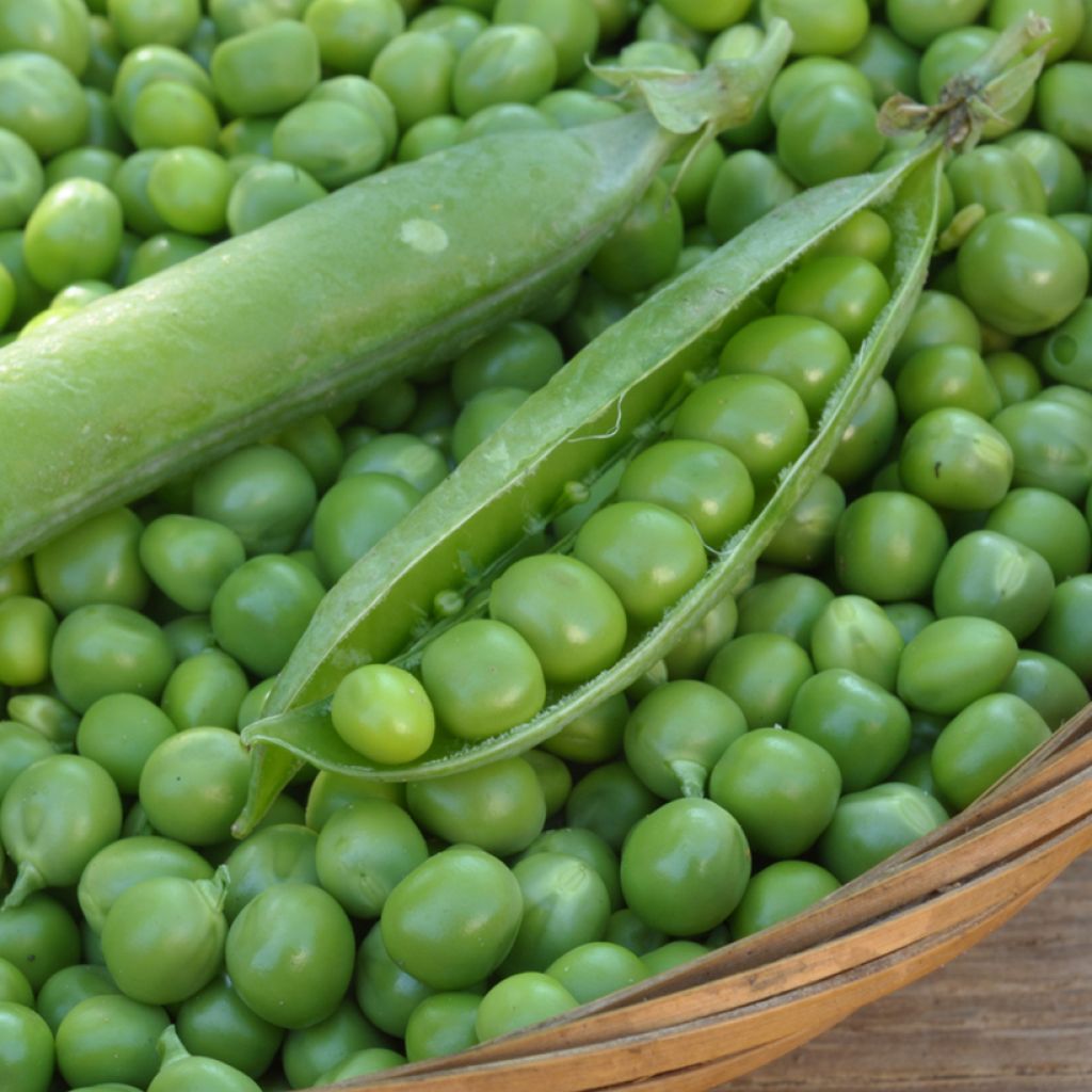 Ervilha anã Kelvil com grãos enrugados Vilmorin