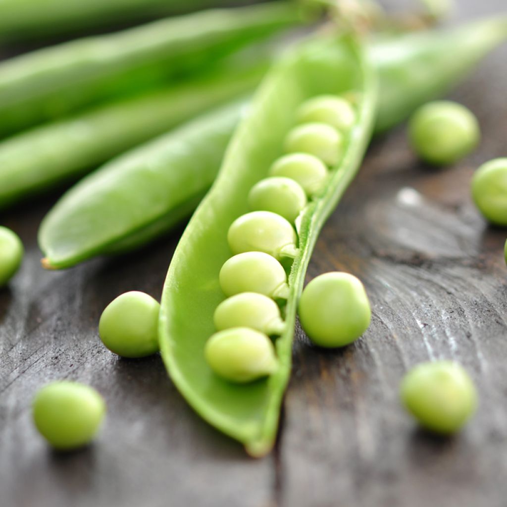 Ervilha anã Primavil (grãos redondos) Vilmorin