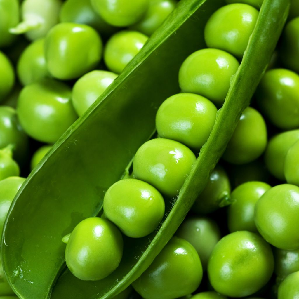 Ervilha Trepadeira anã 'Television' com grãos enrugados Vilmorin