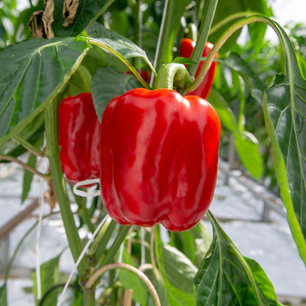 Pimento California Wonder - Pimenta Doce