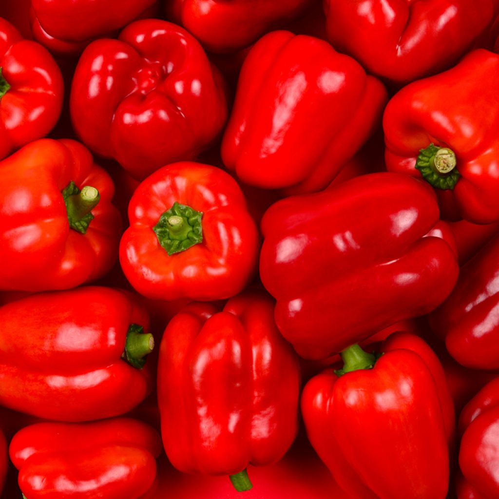 Pimento California Wonder - Pimenta Doce