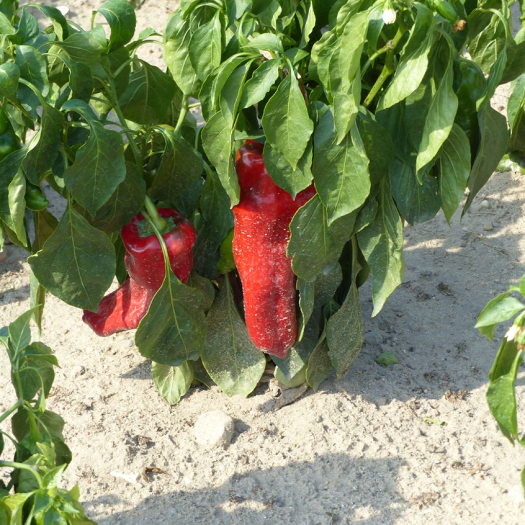 Pimento doce Corno di Toro Rosso