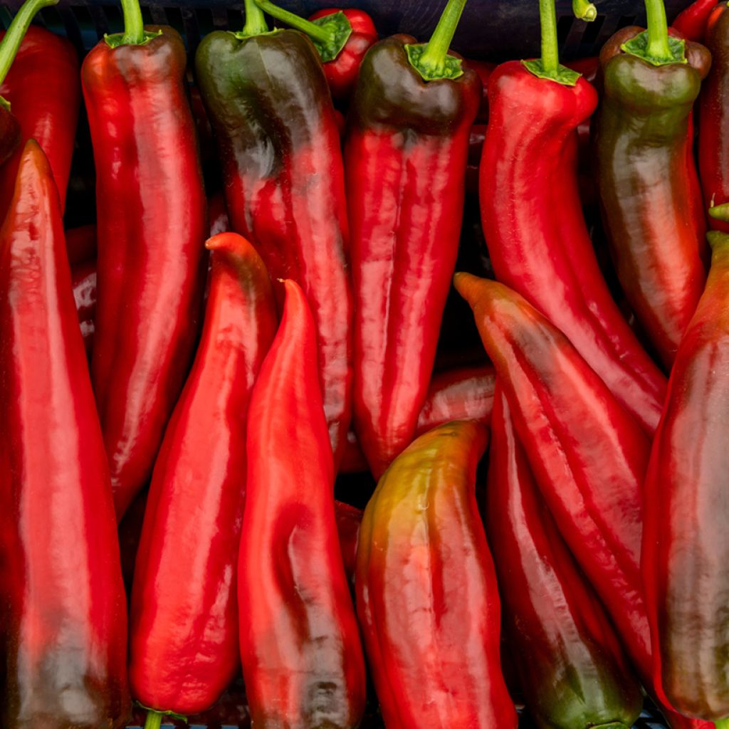 Pimento doce Corno di Toro Rosso