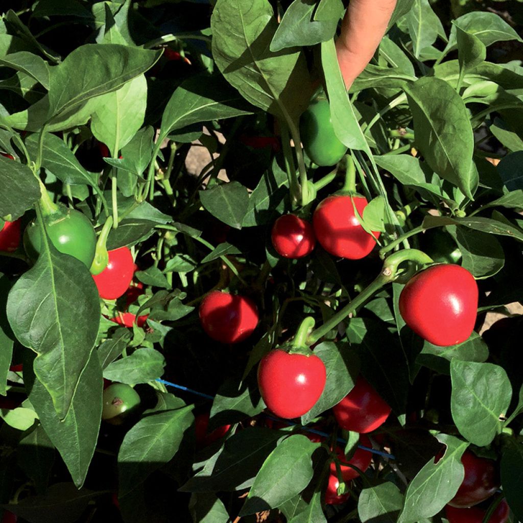 Pimento Dinero F1 em plantas