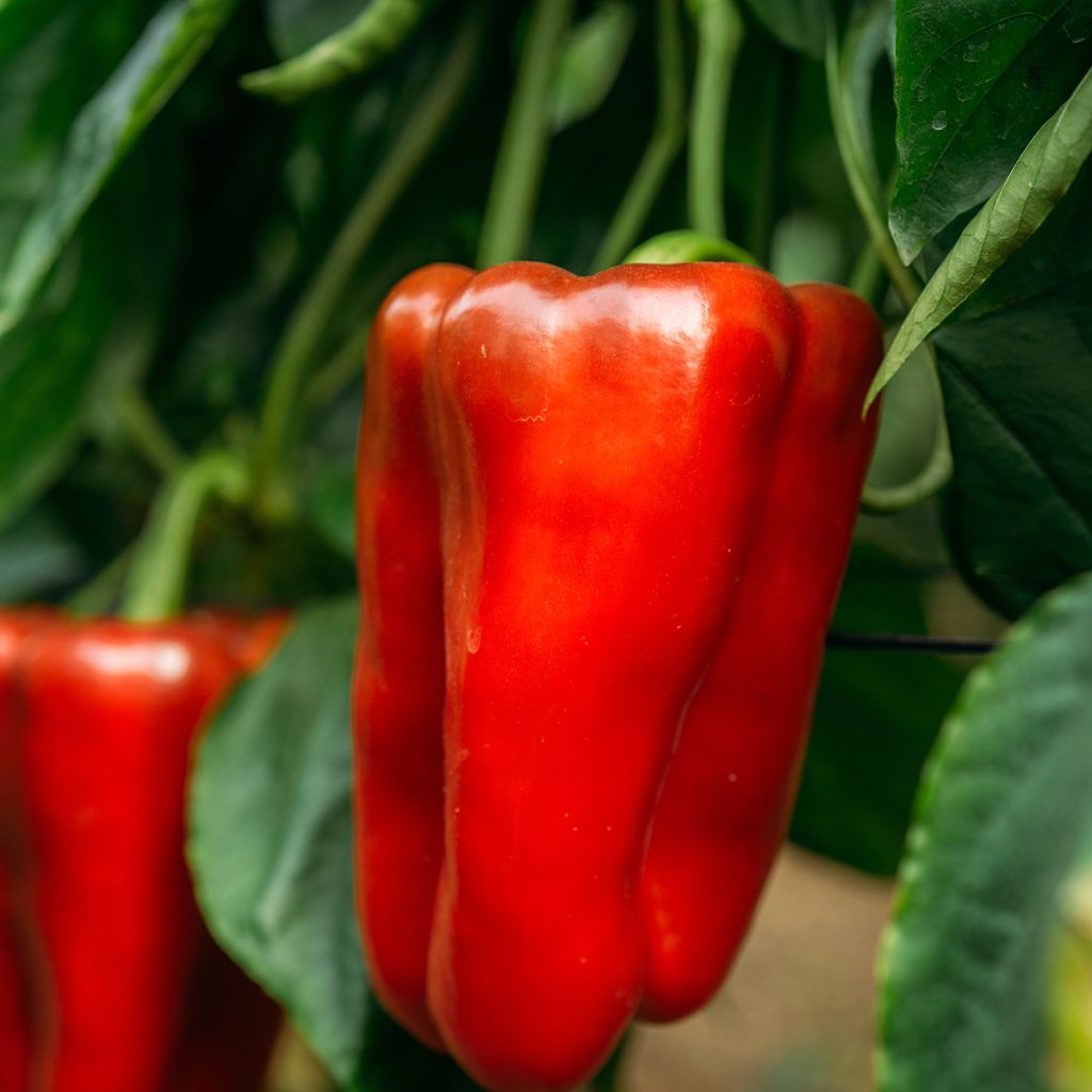 Pimento Estérel F1 Vilmorin