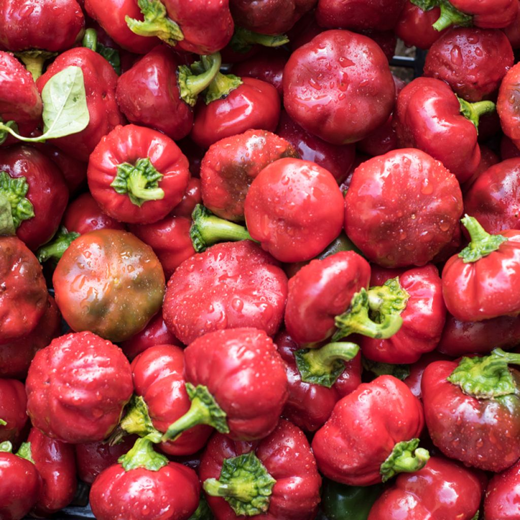 Pimento Kobold F1 - Pimento Doce