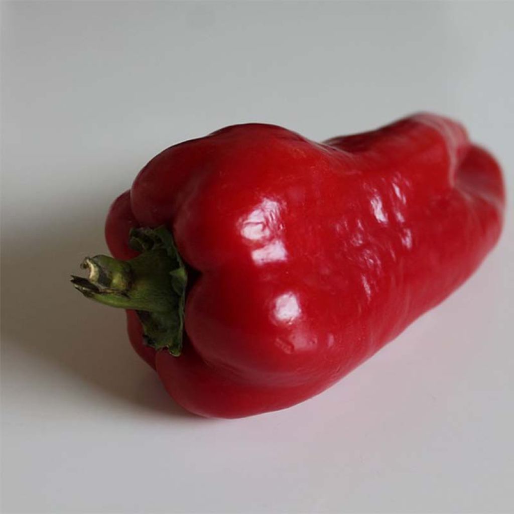 Poivron Lamuyo F1 rouge en plants GREFFES - Capsicum annuum