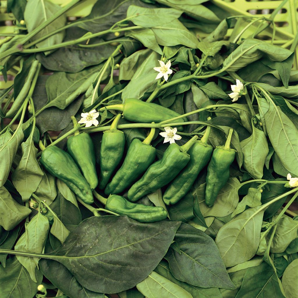 Pimento Poxigo F1 em plantas