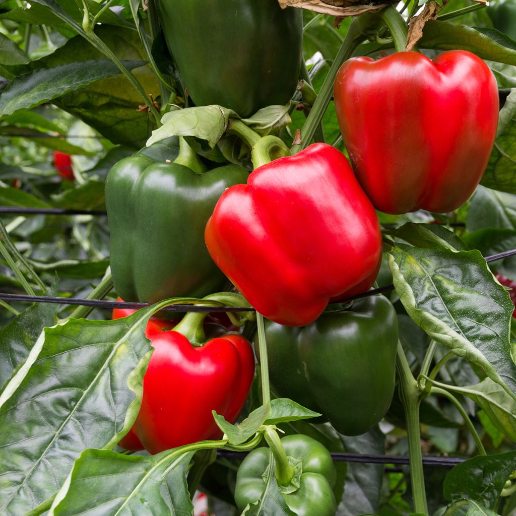 Pimento Quadrato dAsti Giallo