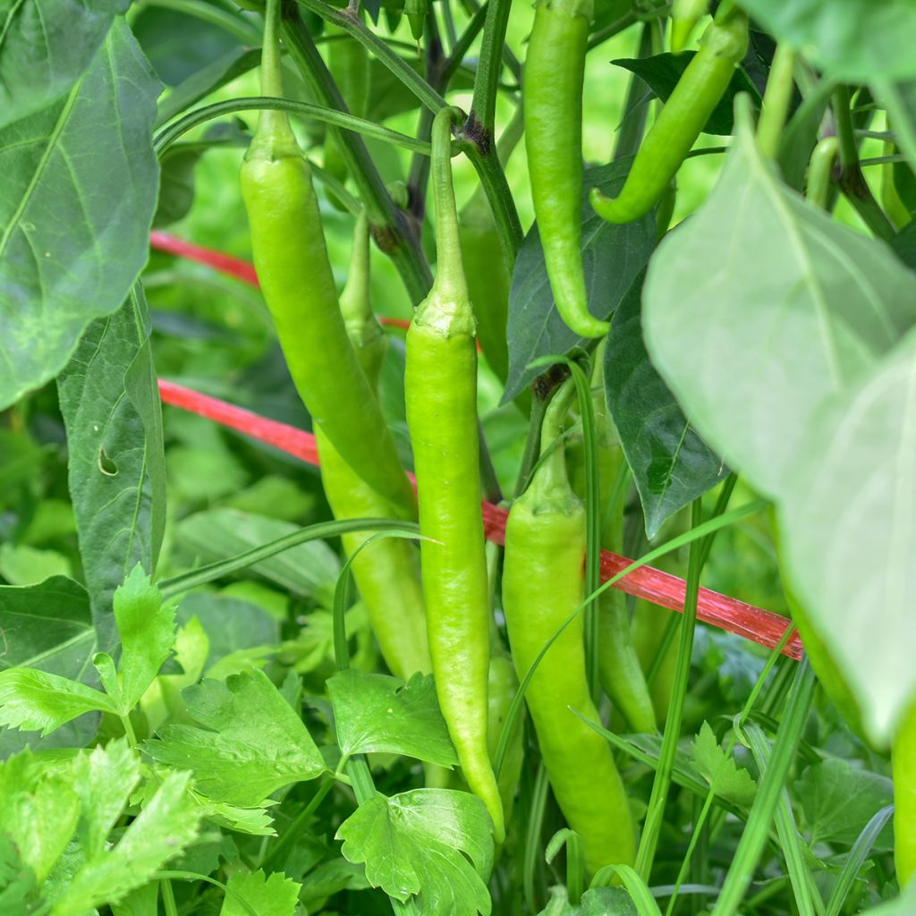 Pimento Sweet Banana Jaune Amarelo Claro