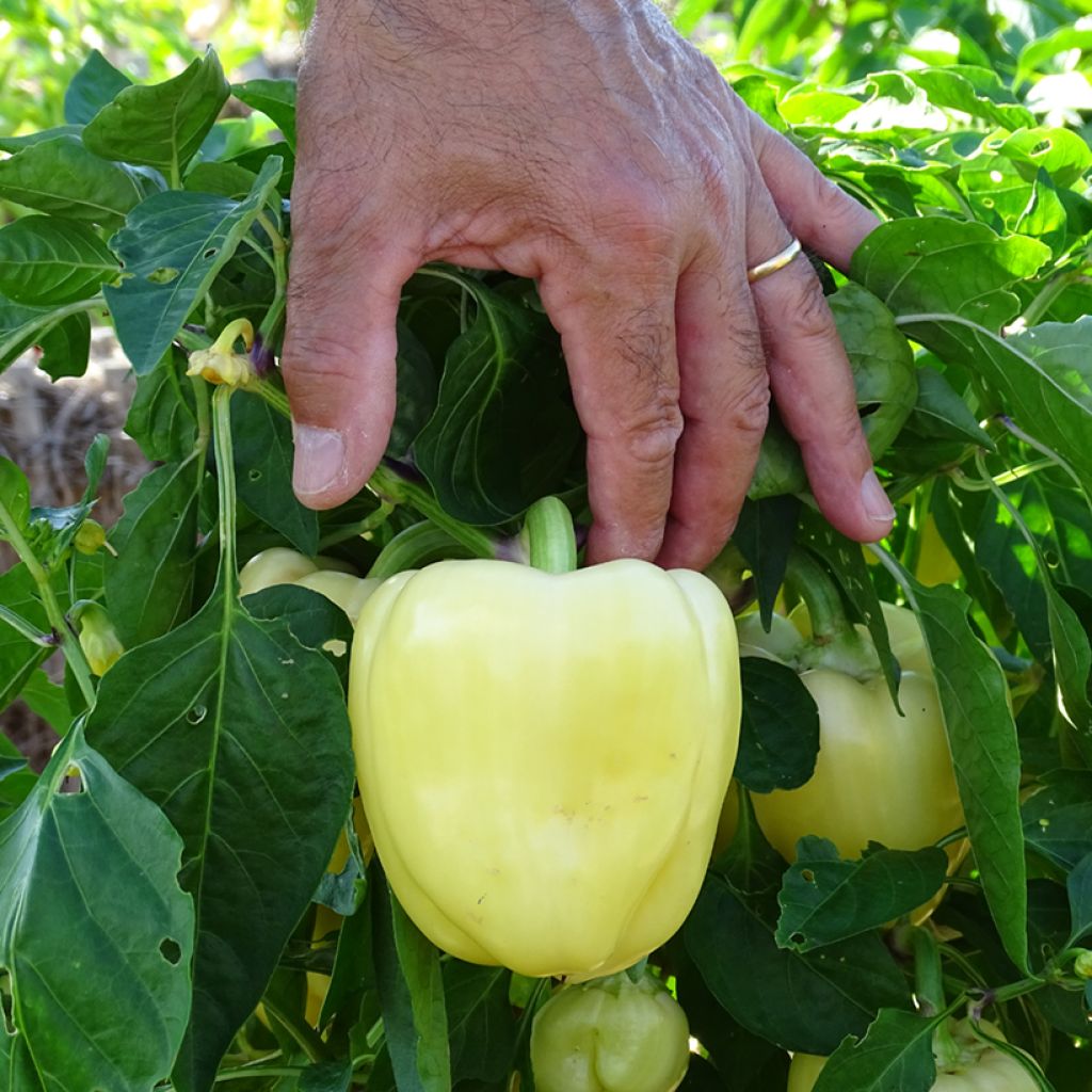 Pimento Bellkaro F1 em plantas