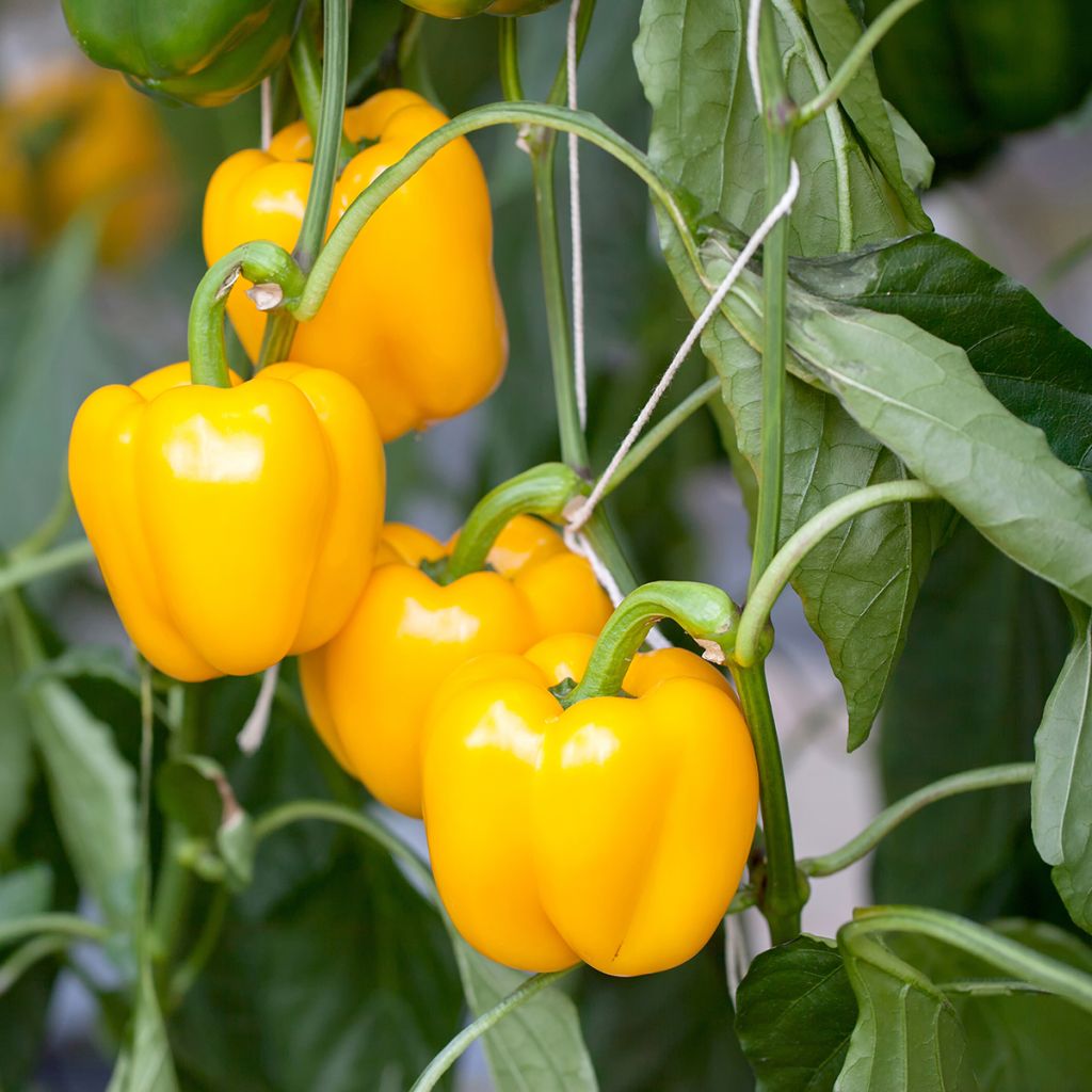 Pimento Carré dAsti Amarelo - Ferme de Sainte Marthe Bio