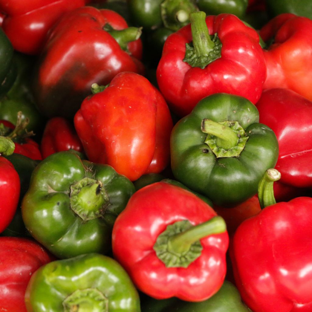 Pimento doce California Wonder Bio