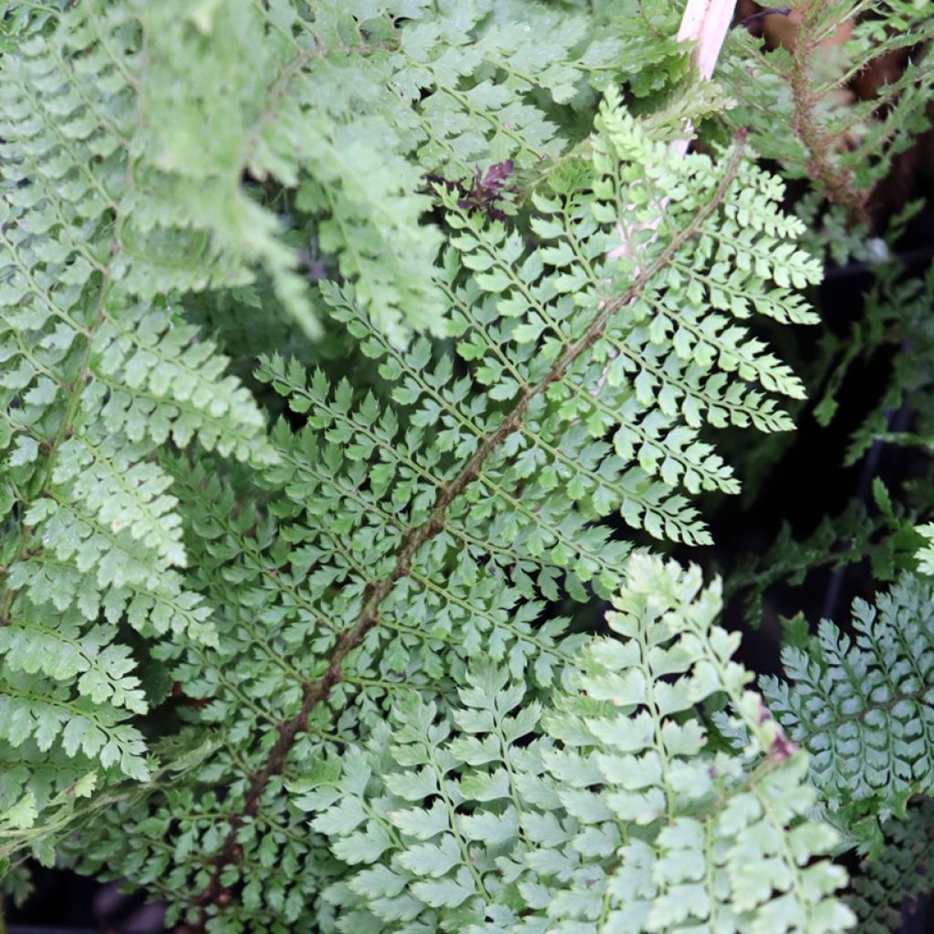 Polystichum setiferum Herrenhausen