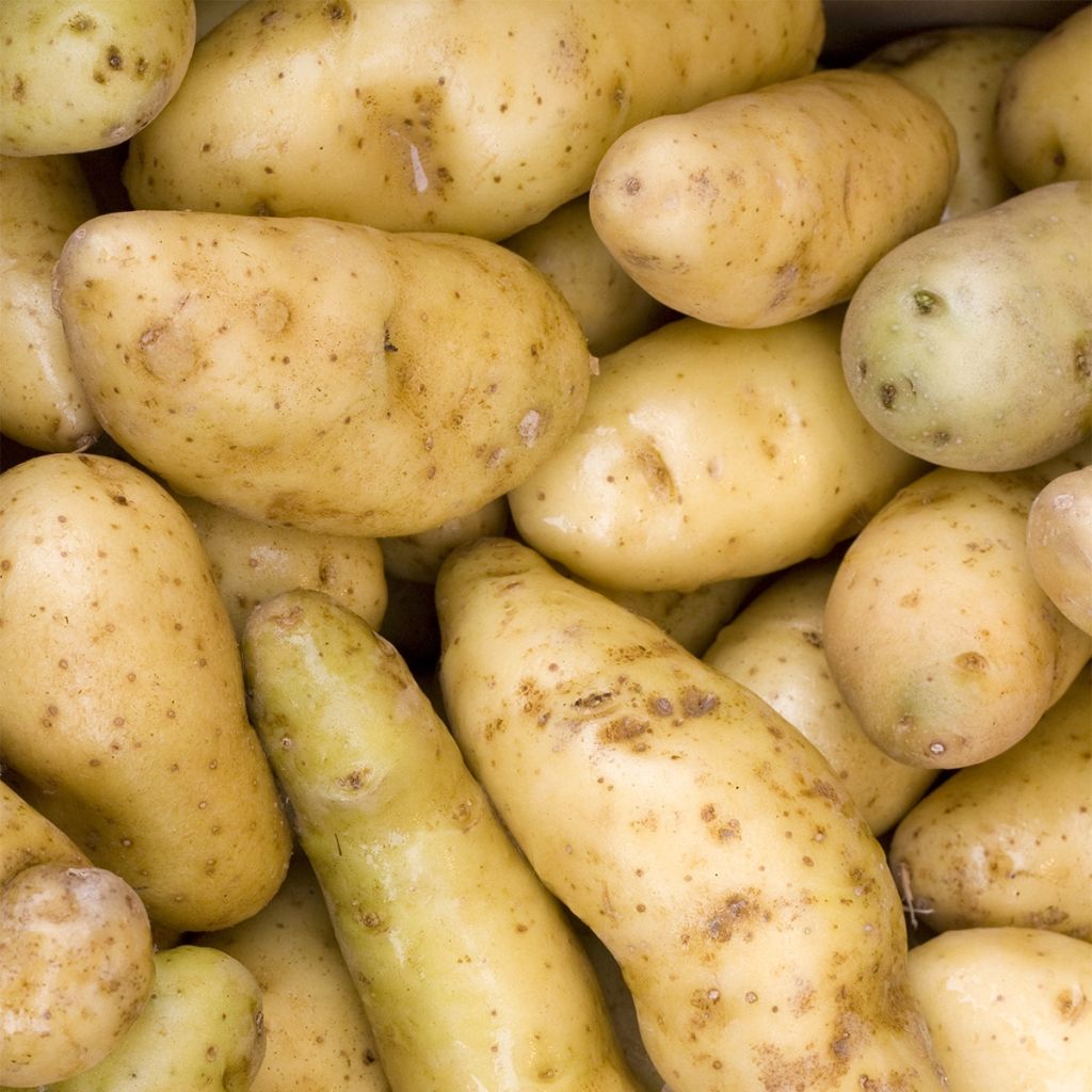 Batata Ratte