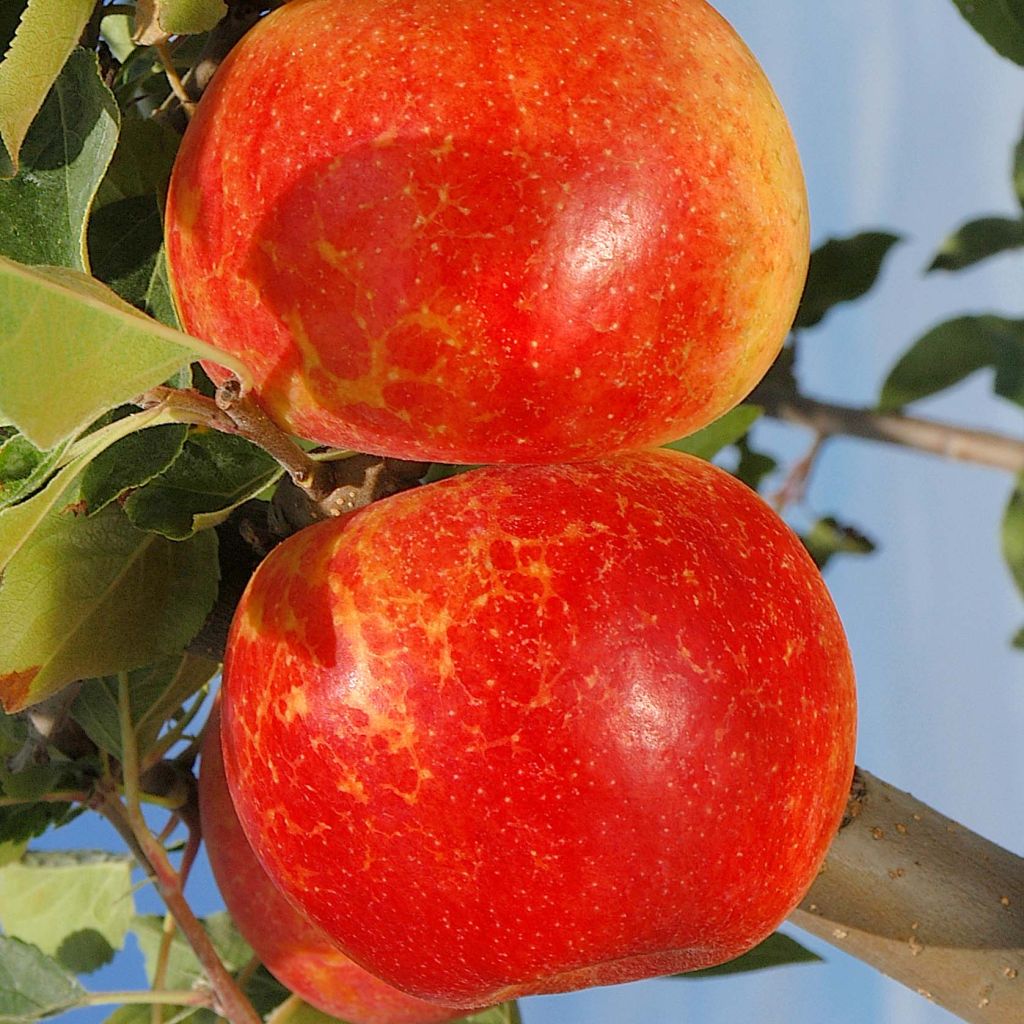 Macieira Antares - Malus domestica