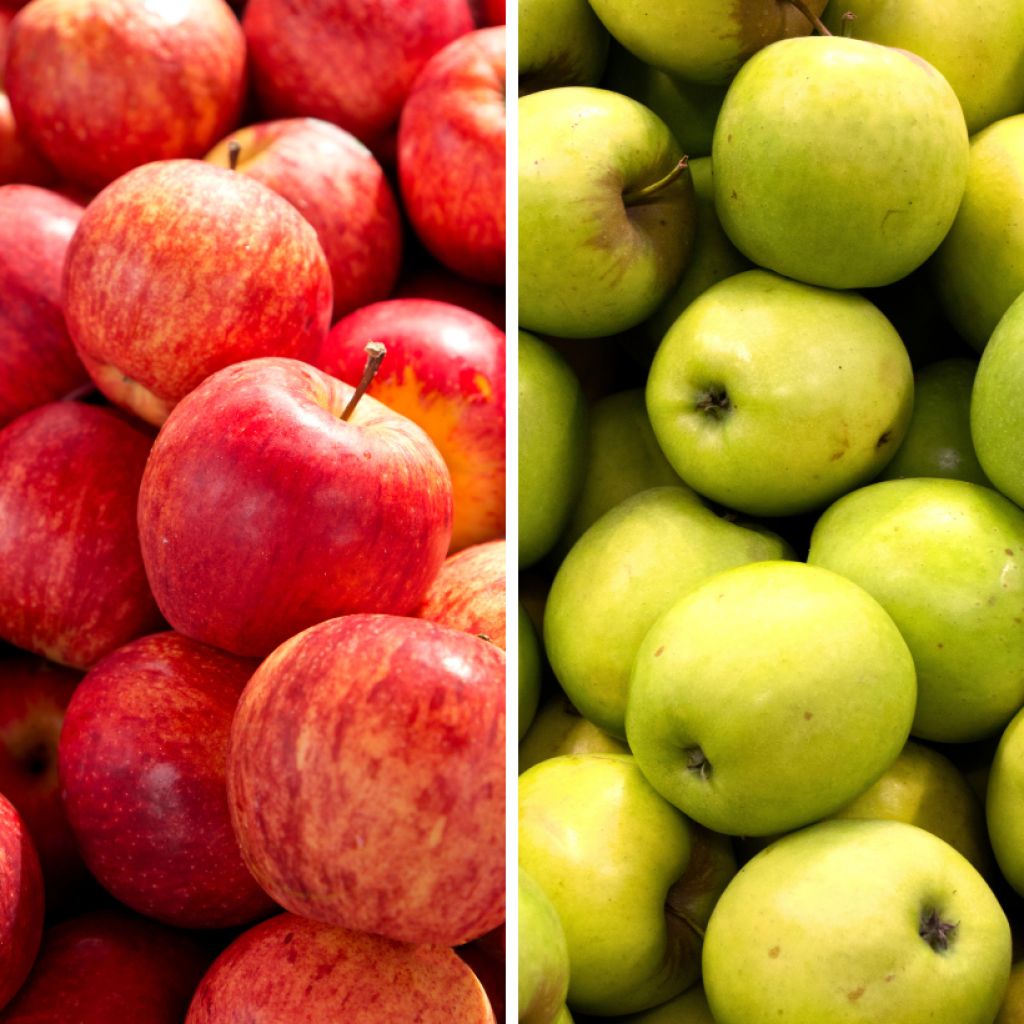 Macieira Duo Gala + Golden Delicious - Malus domestica
